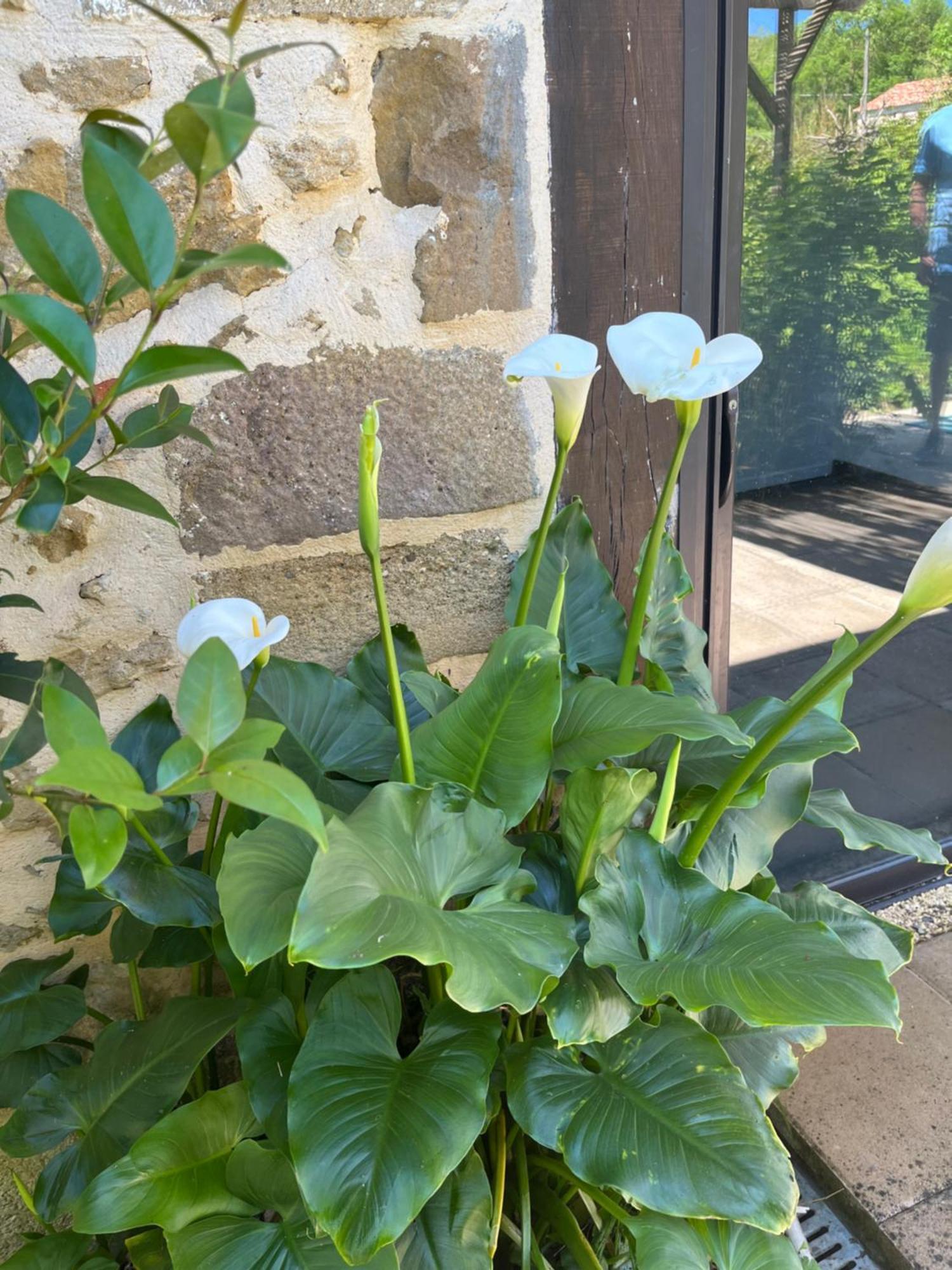 Gite 4, Domaine Logis Gascogne Saint-Justin  Exterior foto